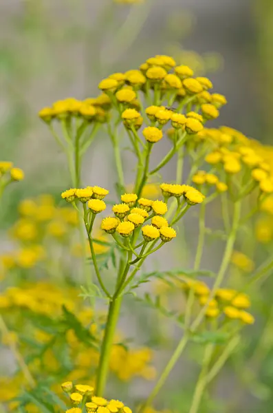 547008 - Common tansy (Tanacetum vulgare)