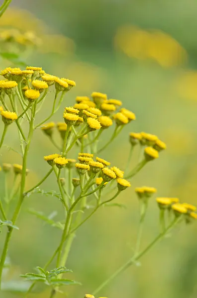 547009 - Common tansy (Tanacetum vulgare)