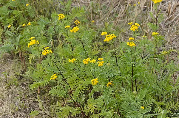 560051 - Common tansy (Tanacetum vulgare)