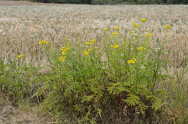 560052 - Common tansy (Tanacetum vulgare)