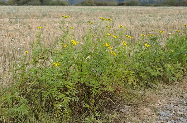 560053 - Common tansy (Tanacetum vulgare)