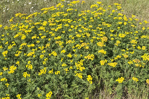 561064 - Common tansy (Tanacetum vulgare)