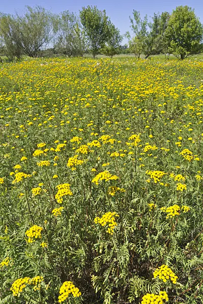 609036 - Common tansy (Tanacetum vulgare)