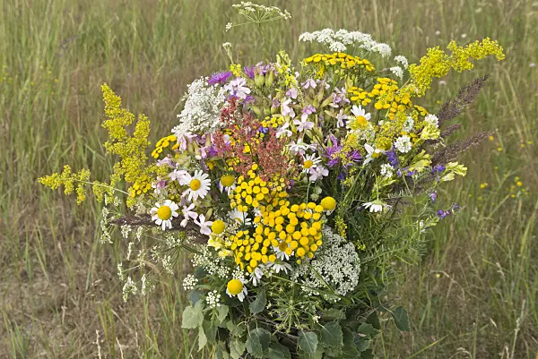 558331 - Common tansy (Tanacetum vulgare), oxeye daisy (Leucanthemum vulgare) and common soapwort (Saponaria officinalis) in a flower bouquet