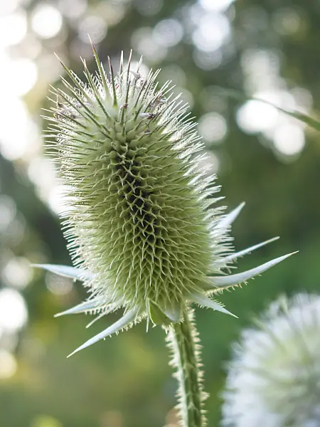 416063 - Common teasel (Dipsacus fullonum)