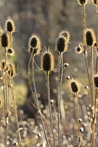 479006 - Common teasel (Dipsacus fullonum)