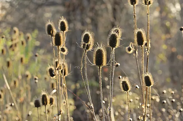 479007 - Common teasel (Dipsacus fullonum)