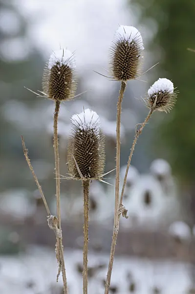 479015 - Common teasel (Dipsacus fullonum)