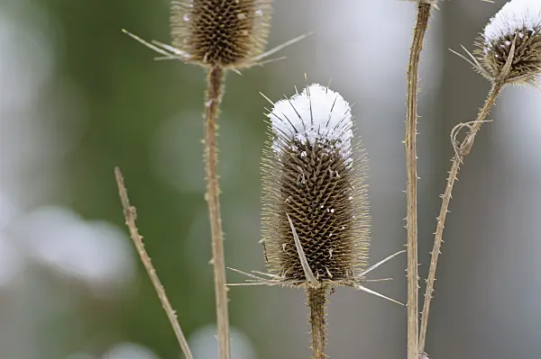 479016 - Common teasel (Dipsacus fullonum)