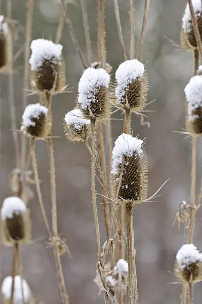 479017 - Common teasel (Dipsacus fullonum)