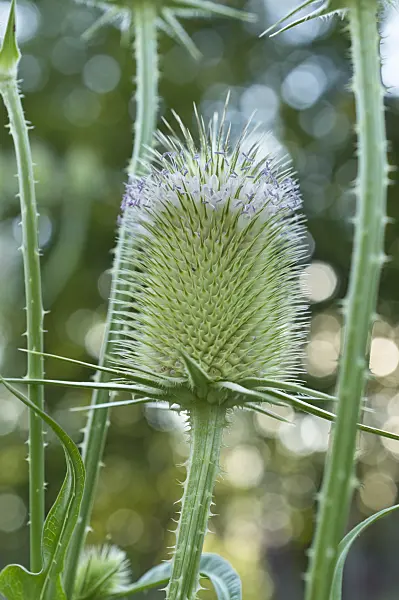 510118 - Common teasel (Dipsacus fullonum)