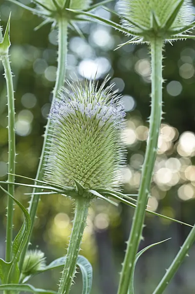 510119 - Common teasel (Dipsacus fullonum)
