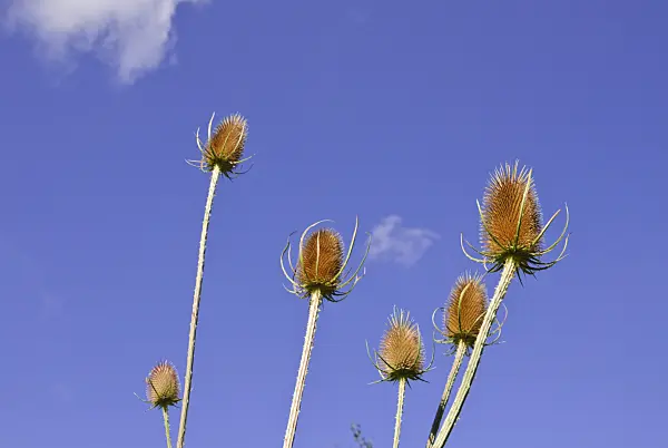 518054 - Common teasel (Dipsacus fullonum)