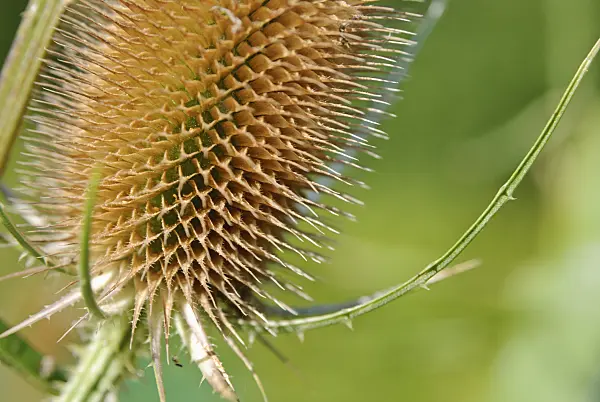 518055 - Common teasel (Dipsacus fullonum)