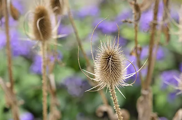 525018 - Common teasel (Dipsacus fullonum)