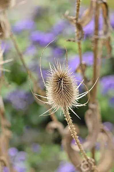 525019 - Common teasel (Dipsacus fullonum)