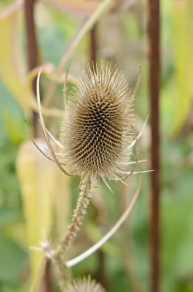 548060 - Common teasel (Dipsacus fullonum)