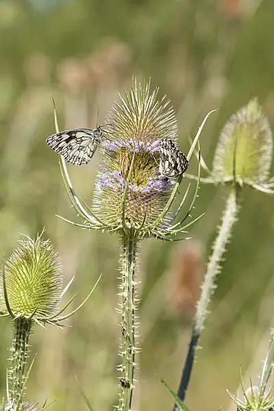 638081 - Common teasel (Dipsacus fullonum) and marbled white (Melanargia galathea)