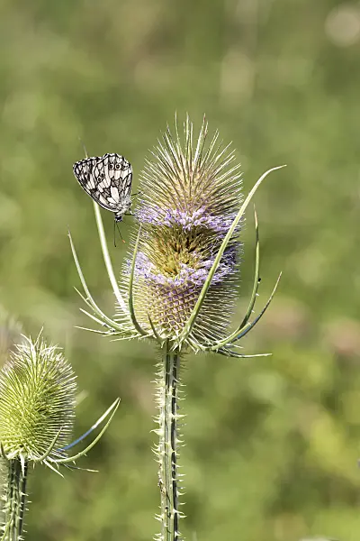 638082 - Common teasel (Dipsacus fullonum) and marbled white (Melanargia galathea)