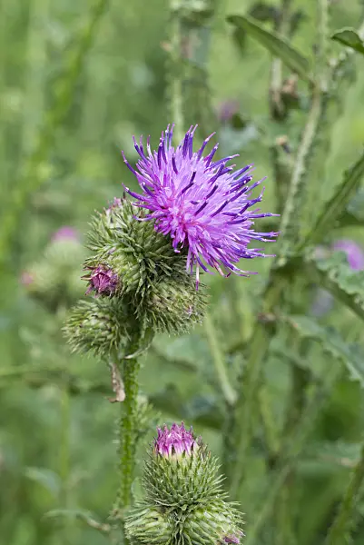 608109 - Common thistle (Cirsium vulgare)