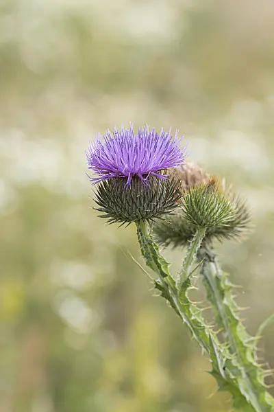 651173 - Common thistle (Cirsium vulgare)