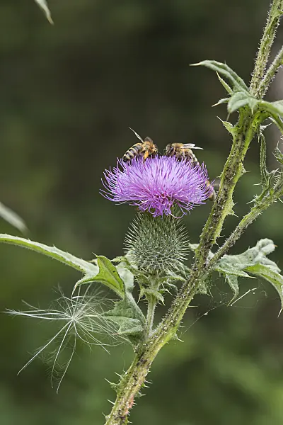 616373 - Common thistle (Cirsium vulgare) and bee (Apis)