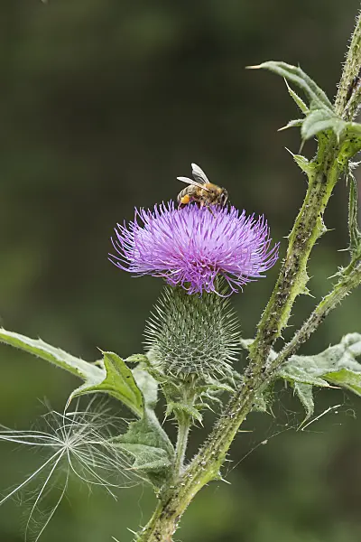 616374 - Common thistle (Cirsium vulgare) and bee (Apis)