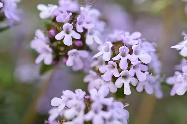 472261 - Common thyme (Thymus vulgaris)