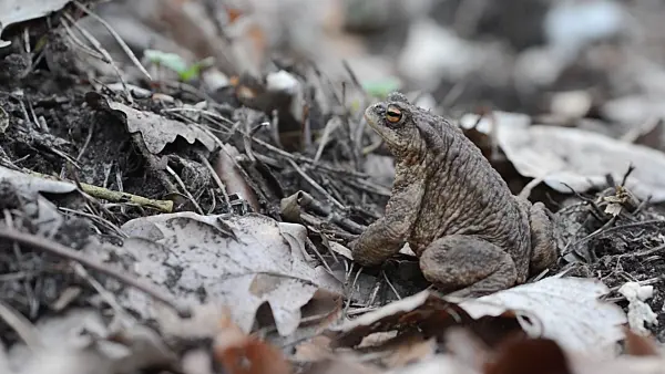 506059 - Common toad (Bufo bufo)