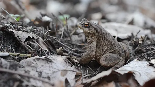 506060 - Common toad (Bufo bufo)