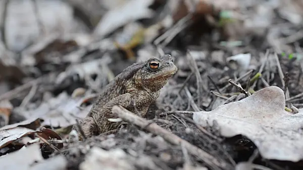 506061 - Common toad (Bufo bufo)