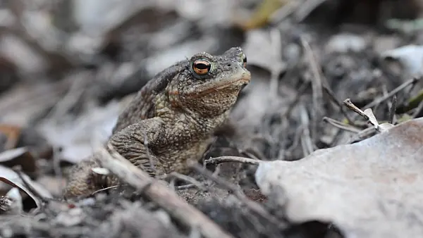 506062 - Common toad (Bufo bufo)