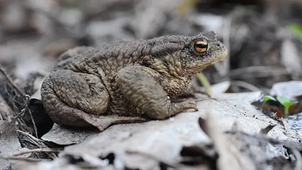 506063 - Common toad (Bufo bufo)