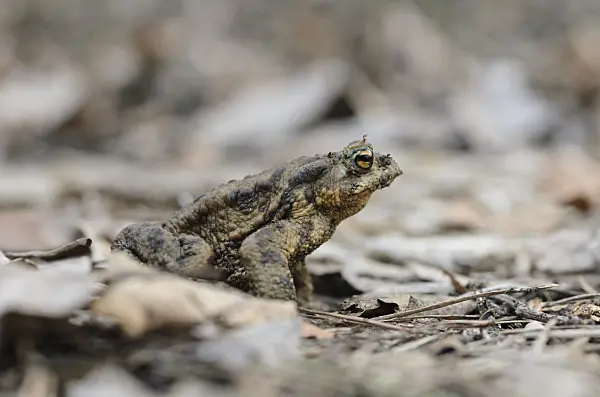 506054 - Common toad (Bufo bufo) sits on dry foliage and branches and looks interested