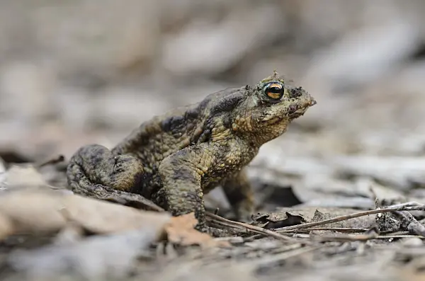 506055 - Common toad (Bufo bufo) sits on dry foliage and branches and looks interested