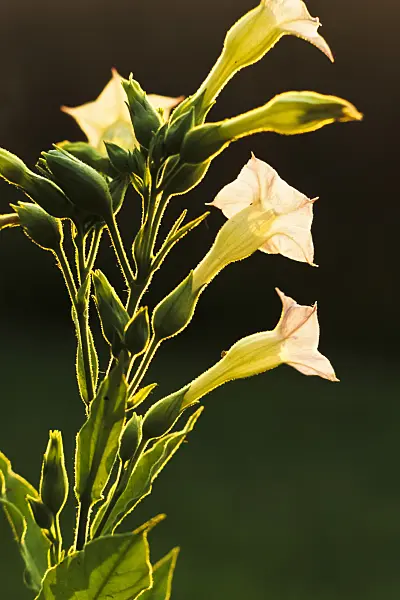 381132 - Common tobacco (Nicotiana tabacum)