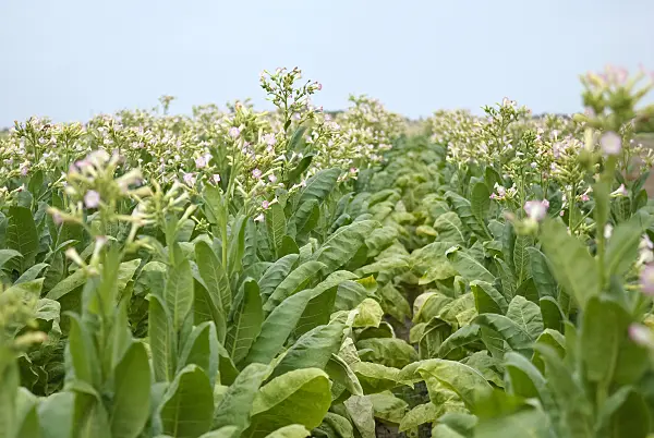 490102 - Common tobacco (Nicotiana tabacum)