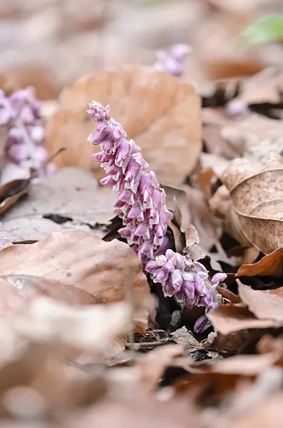 519084 - Common toothwort (Lathraea squamaria)