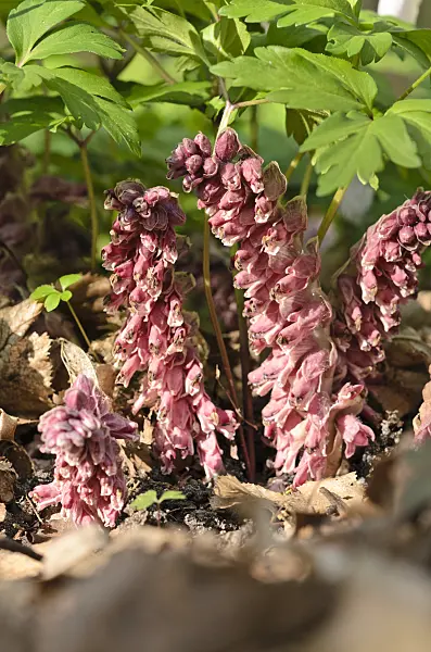519157 - Common toothwort (Lathraea squamaria)