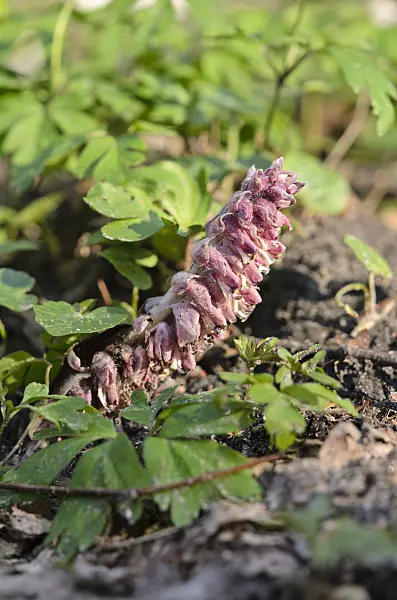 519160 - Common toothwort (Lathraea squamaria)