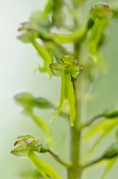 520199 - Common twayblade (Listera ovata syn. Neottia ovata)