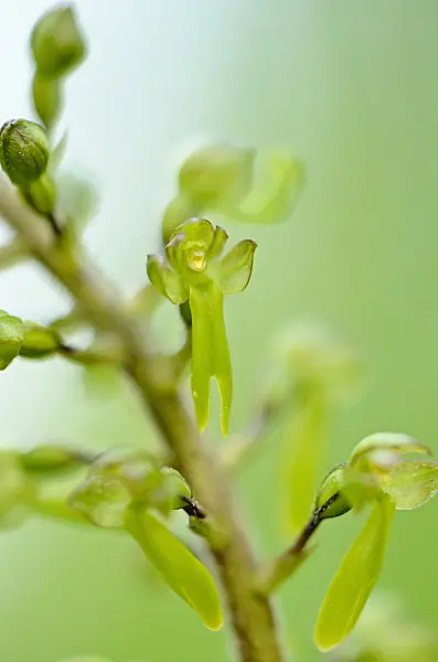 520200 - Common twayblade (Listera ovata syn. Neottia ovata)