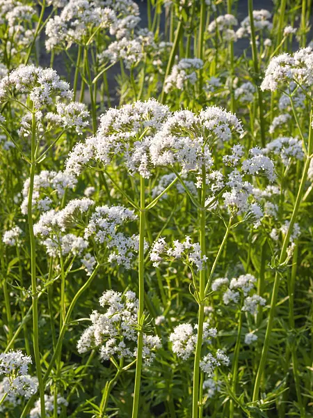 402044 - Common valerian (Valeriana officinalis)