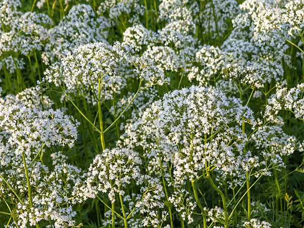 439004 - Common valerian (Valeriana officinalis)