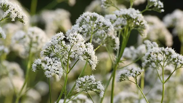 497198 - Common valerian (Valeriana officinalis)