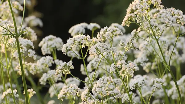 497199 - Common valerian (Valeriana officinalis)