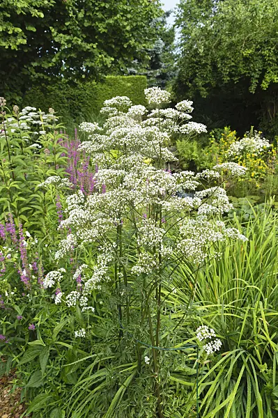 510062 - Common valerian (Valeriana officinalis)