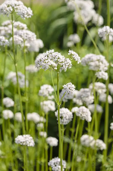 521107 - Common valerian (Valeriana officinalis)