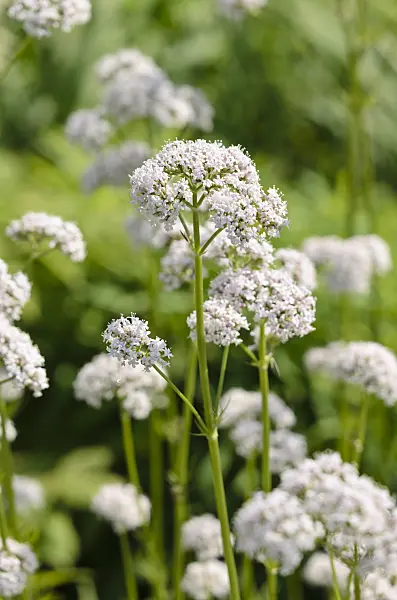 521108 - Common valerian (Valeriana officinalis)