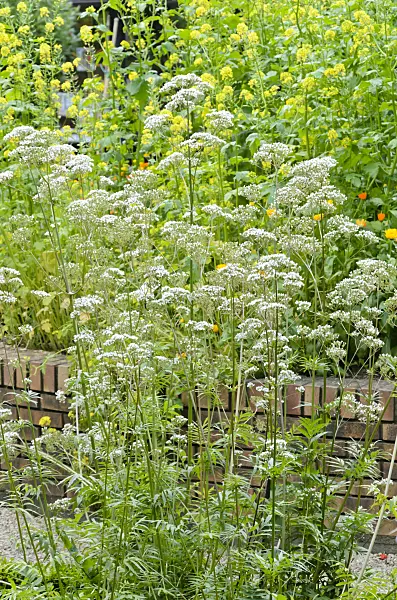 521436 - Common valerian (Valeriana officinalis)